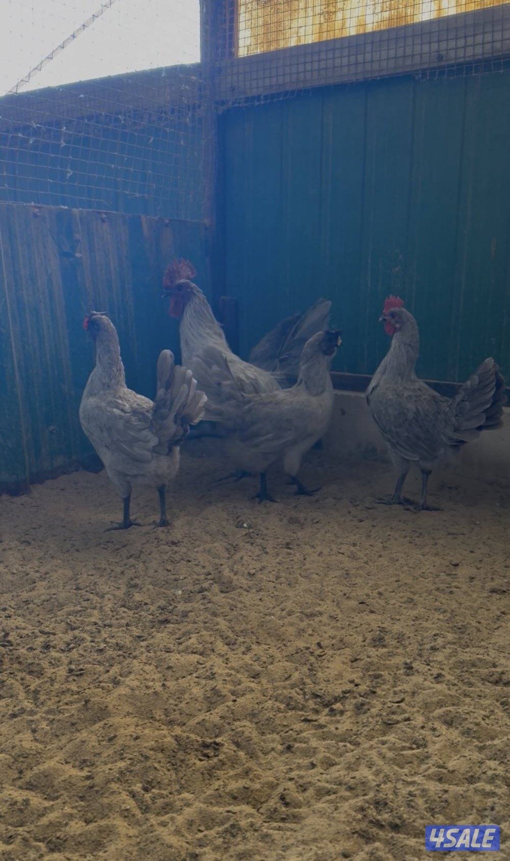 دجاج زينه - فري و بيض فري5