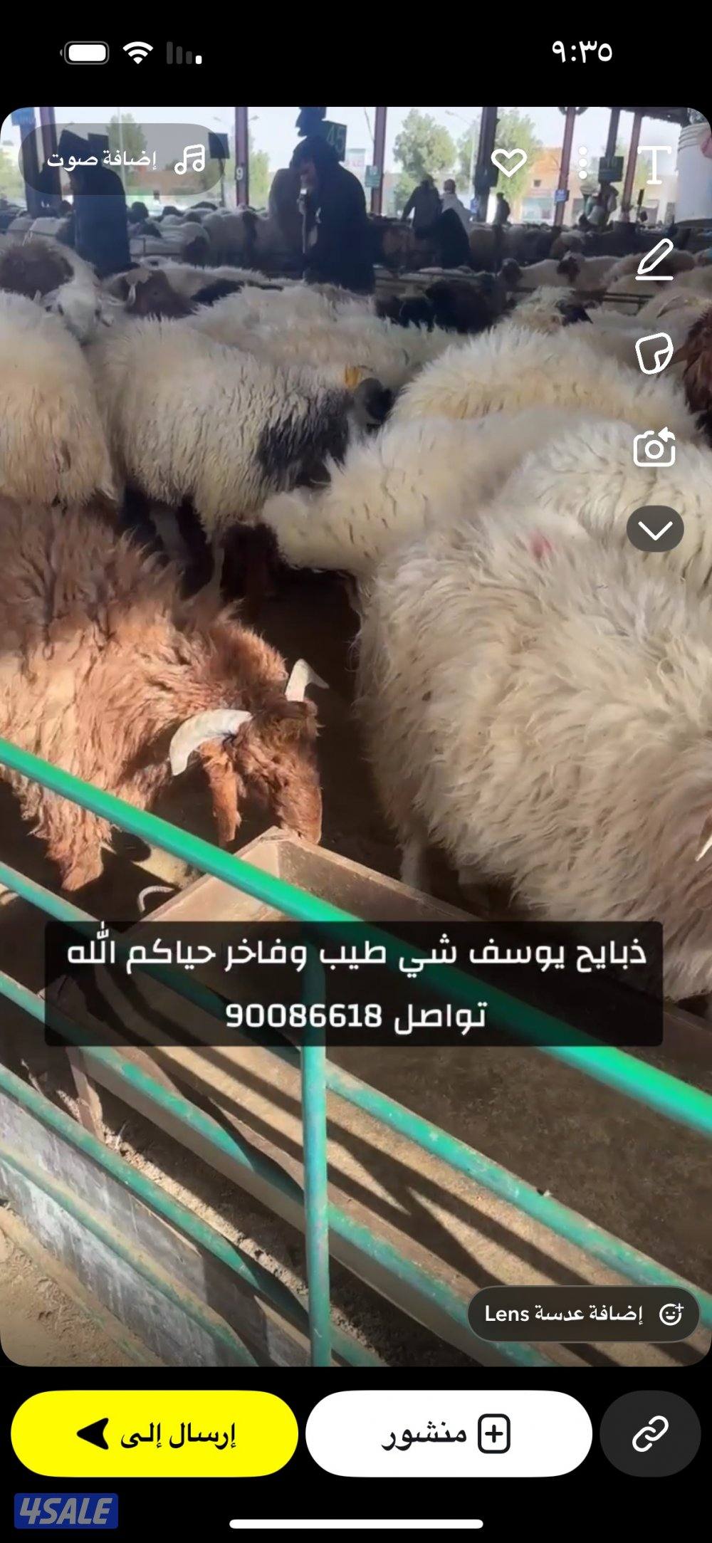 للبيع ذبايح باسعار طيبه0