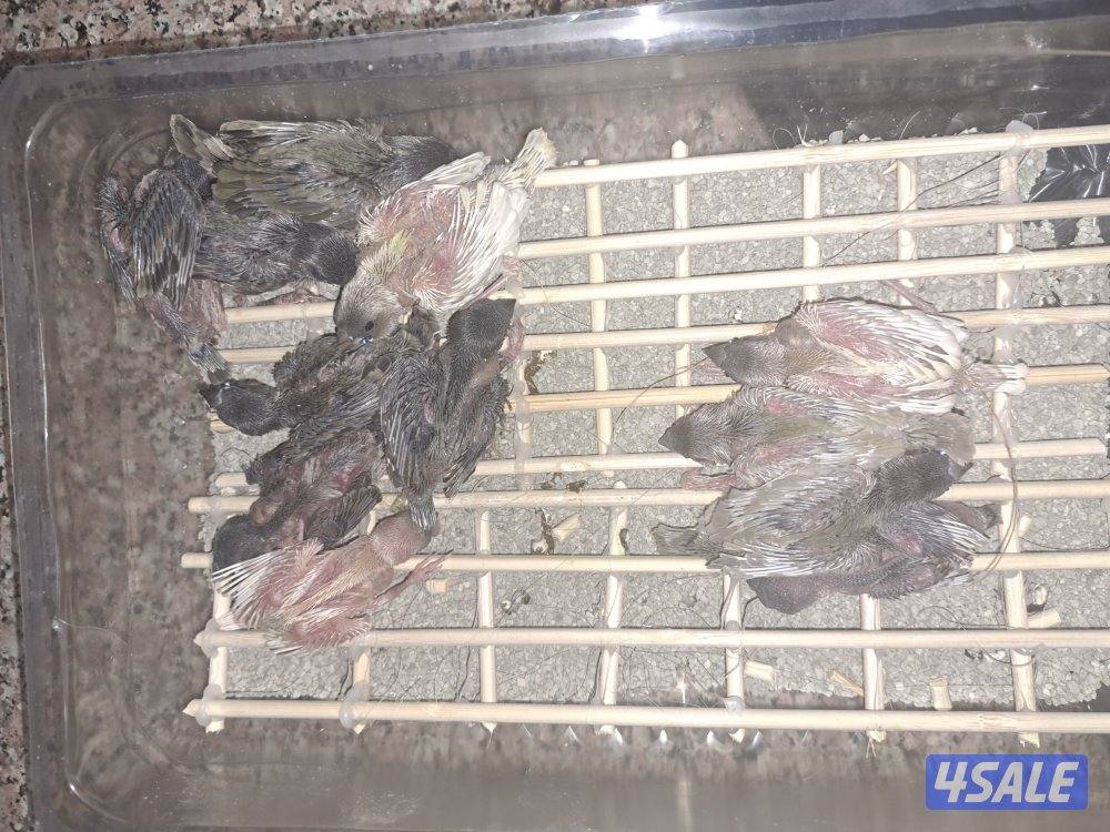 للبيع فروخ قولدن فنش1