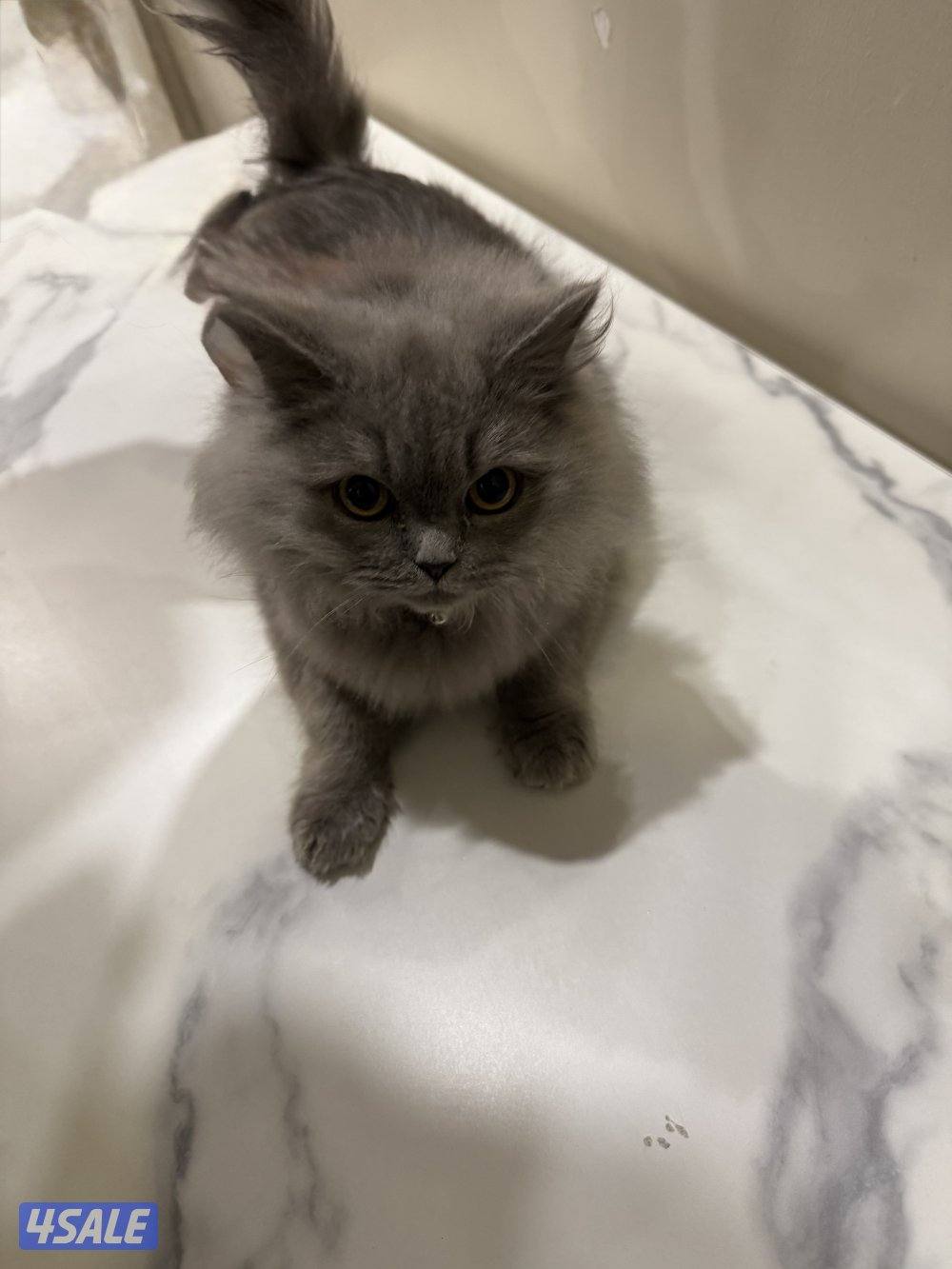 قطوتين نثايه وحده عمرها ٦ شهور والثانيه ام وحامل ب٦0