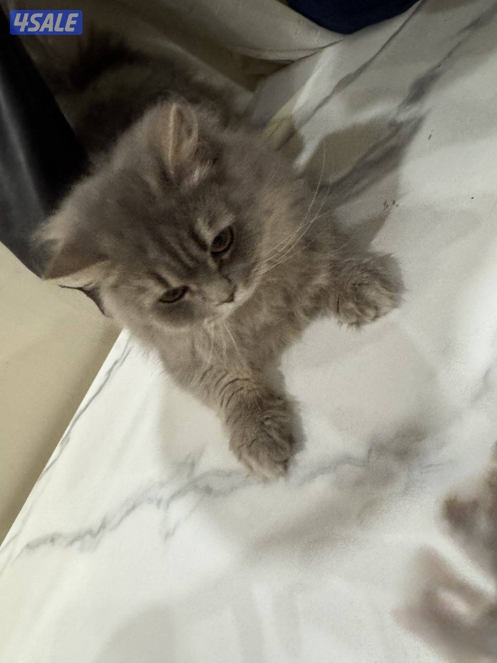 قطوتين نثايه وحده عمرها ٦ شهور والثانيه ام وحامل ب٦1