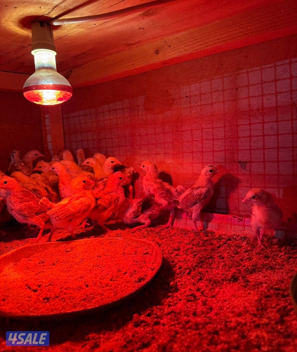 فروخ دجاج عربي قديم ترثه0