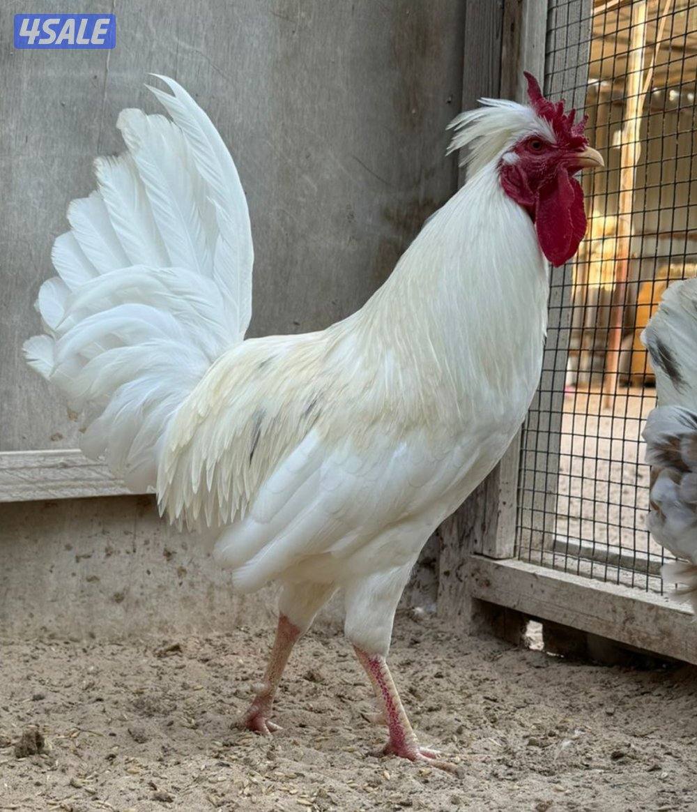 فروخ دجاج عربي قديم ترثه1