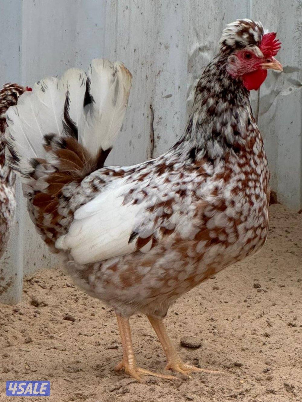 فروخ دجاج عربي قديم ترثه2