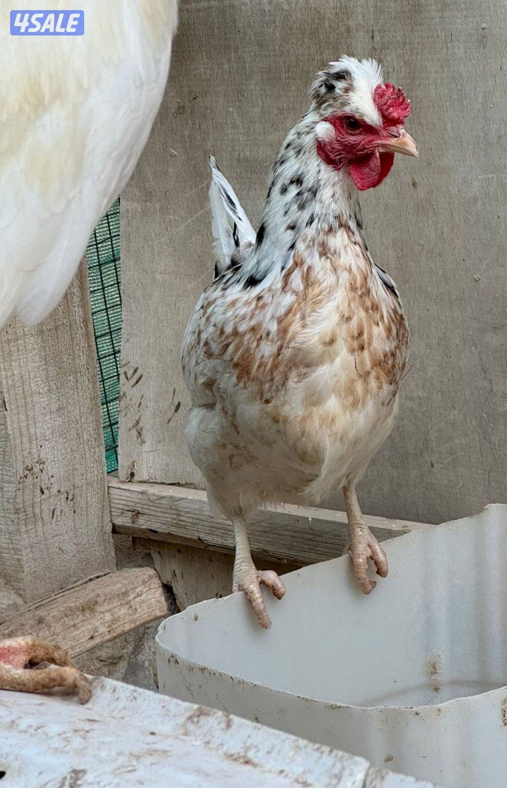 فروخ دجاج عربي قديم ترثه3