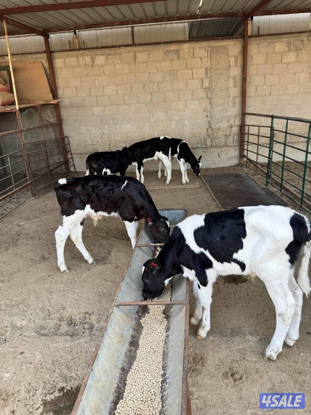 عجول للبيع العمر شهرين ونص0