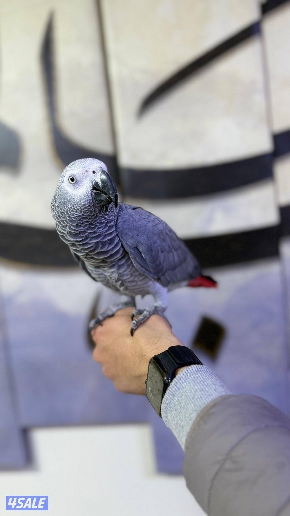 للبيع كاسكو ربوه حجم جامبو جناح كامل لون فاتح يتكلم كلام وايد و واضح1