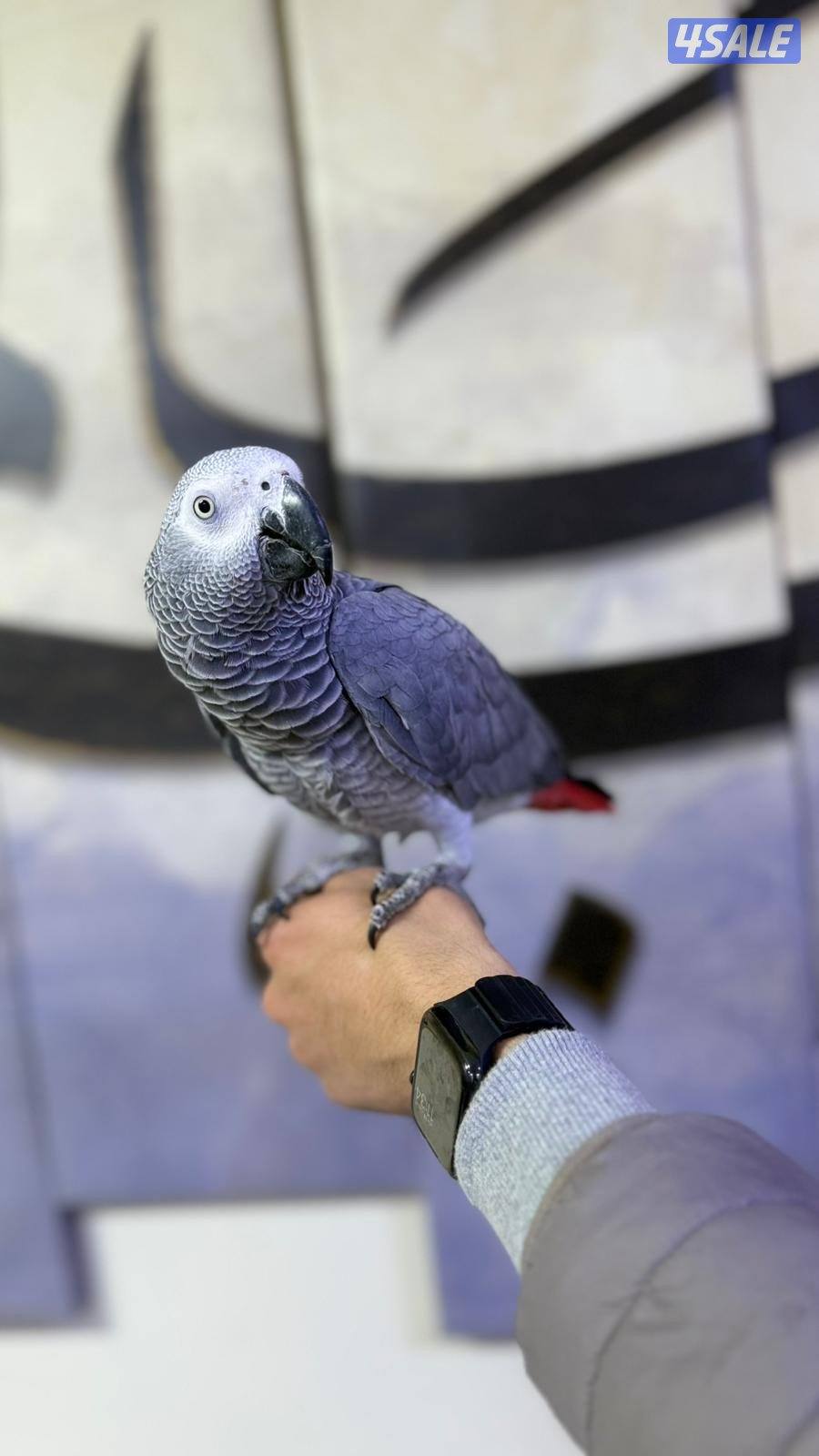 للبيع كاسكو ربوه حجم جامبو جناح كامل لون فاتح يتكلم كلام وايد و واضح2