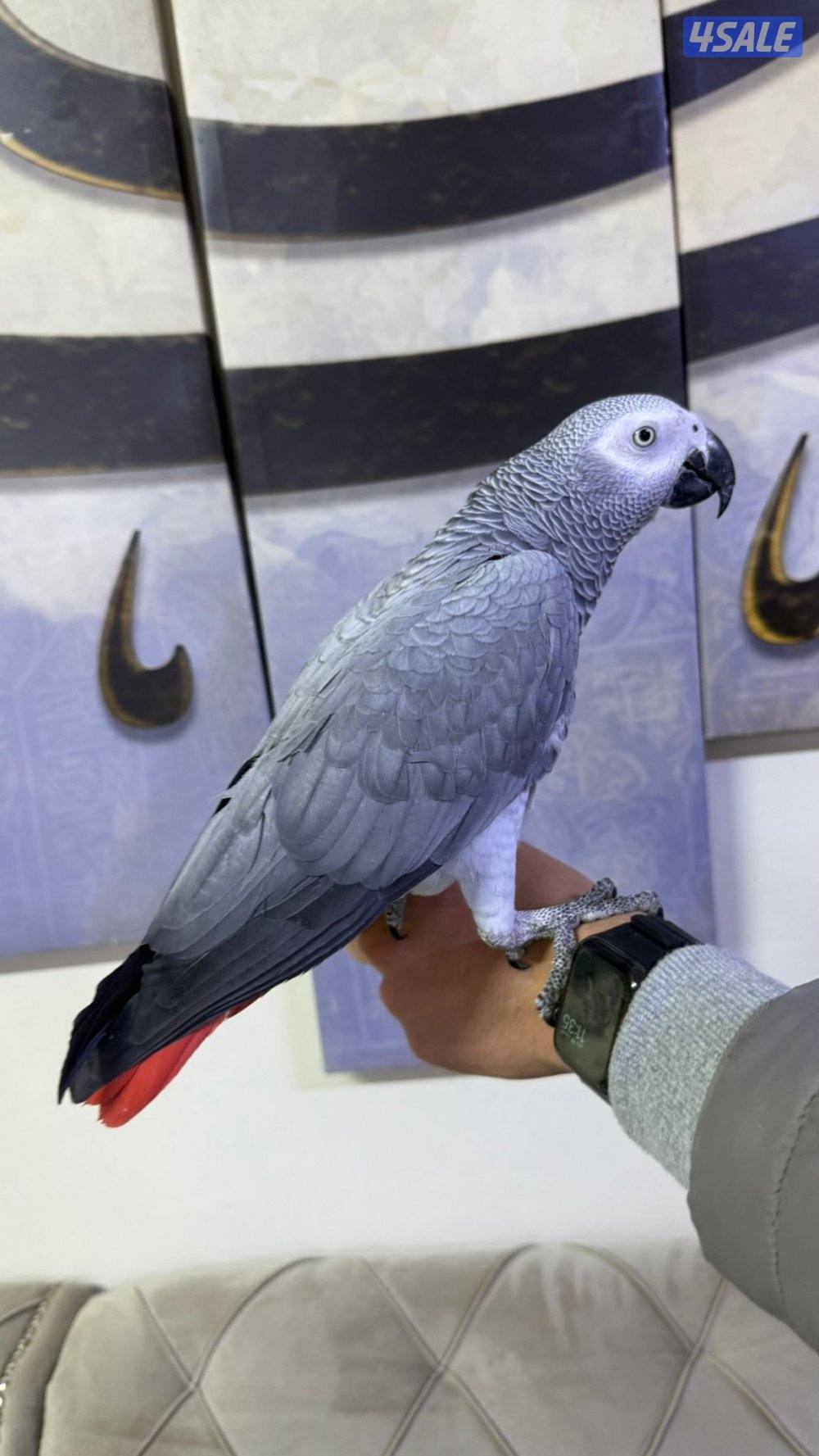 للبيع كاسكو ربوه حجم جامبو جناح كامل لون فاتح يتكلم كلام وايد و واضح3