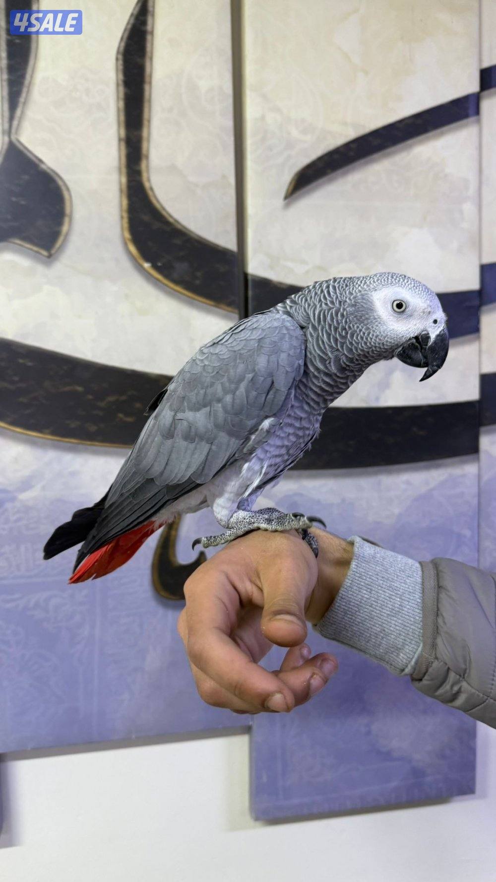 للبيع كاسكو ربوه حجم جامبو جناح كامل لون فاتح يتكلم كلام وايد و واضح4