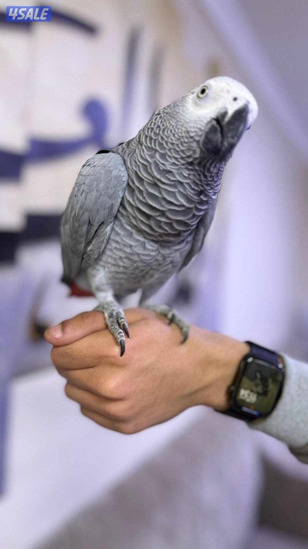 للبيع كاسكو ربوه حجم جامبو جناح كامل لون فاتح يتكلم كلام وايد و واضح6