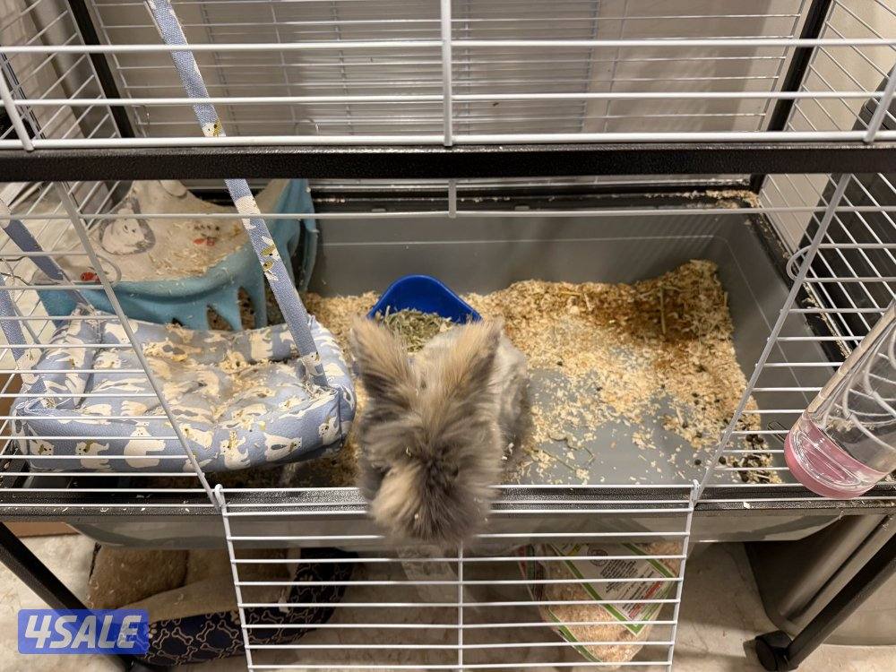 للبيع ارنب مع اغراضه قفص كبير لا يوجد توصيل0