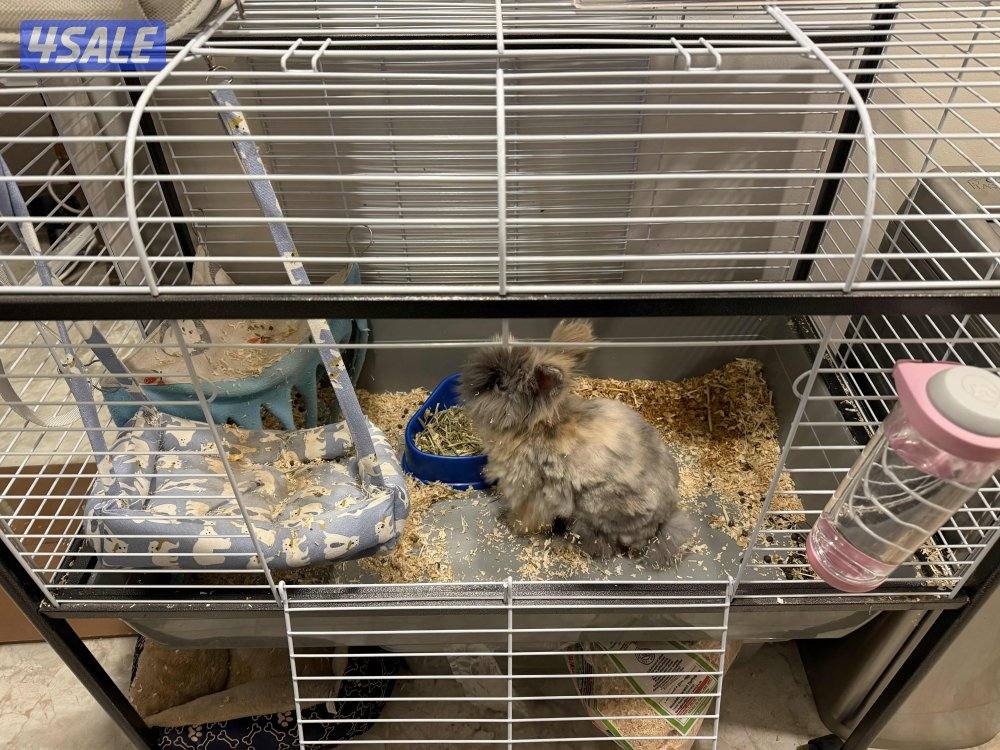للبيع ارنب مع اغراضه قفص كبير لا يوجد توصيل1