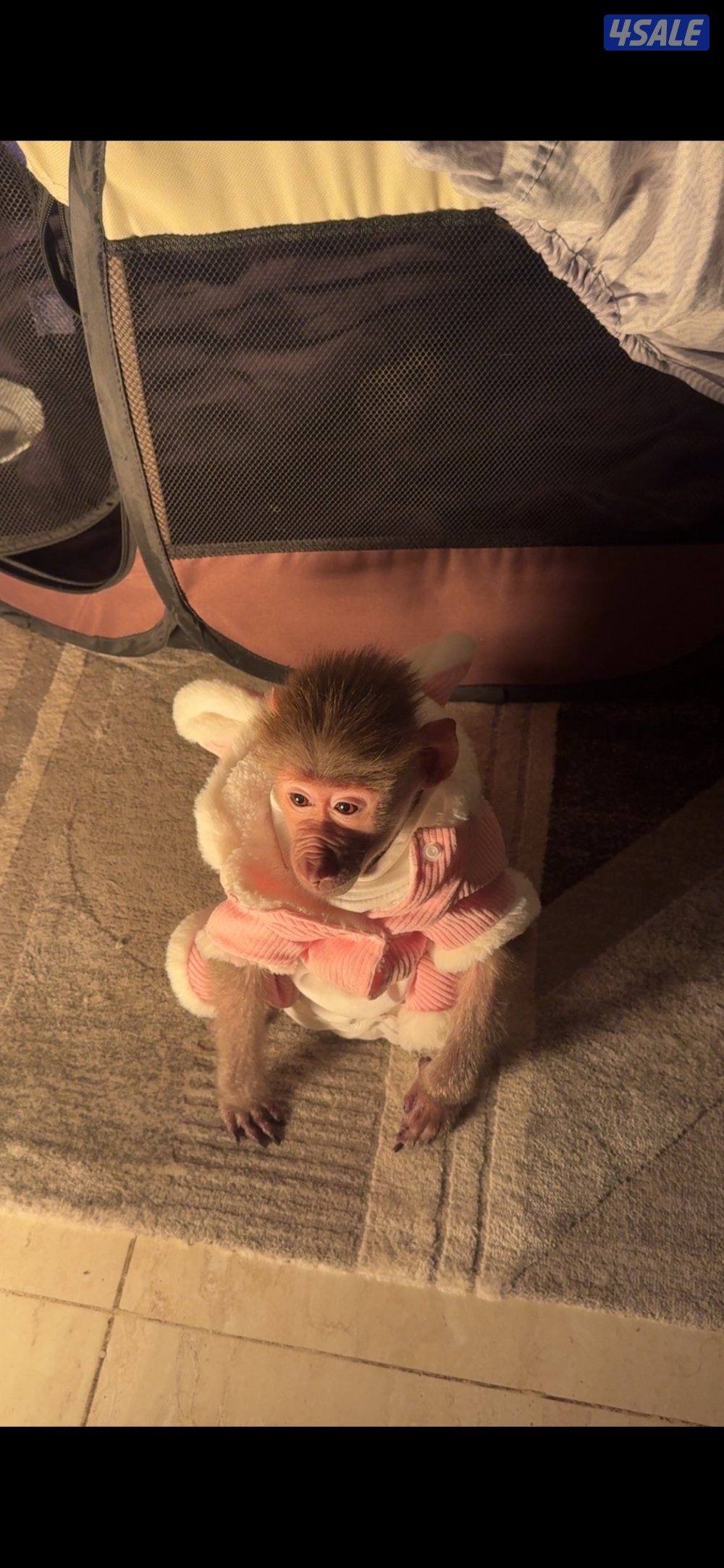 قرررد صغير0