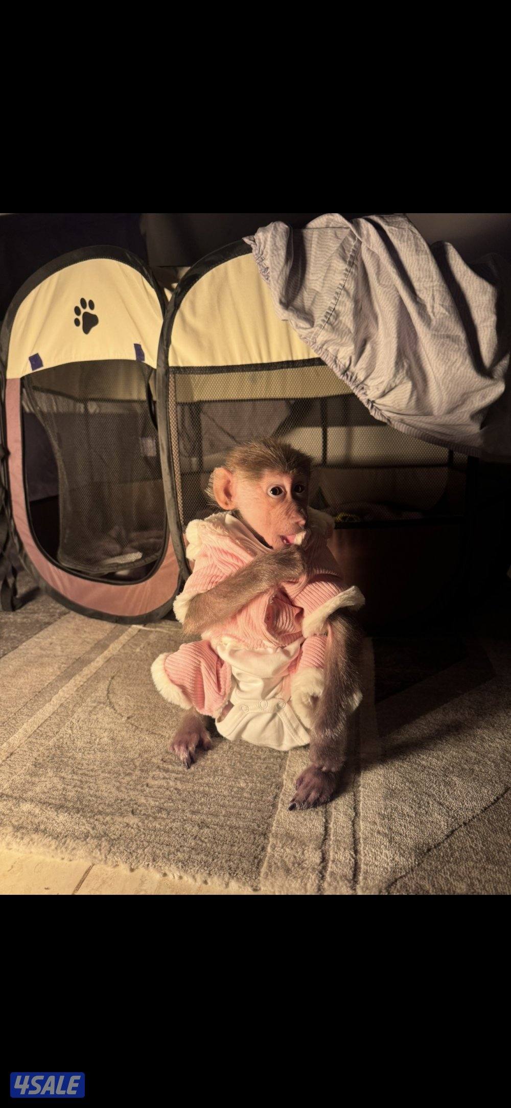 قرررد صغير1