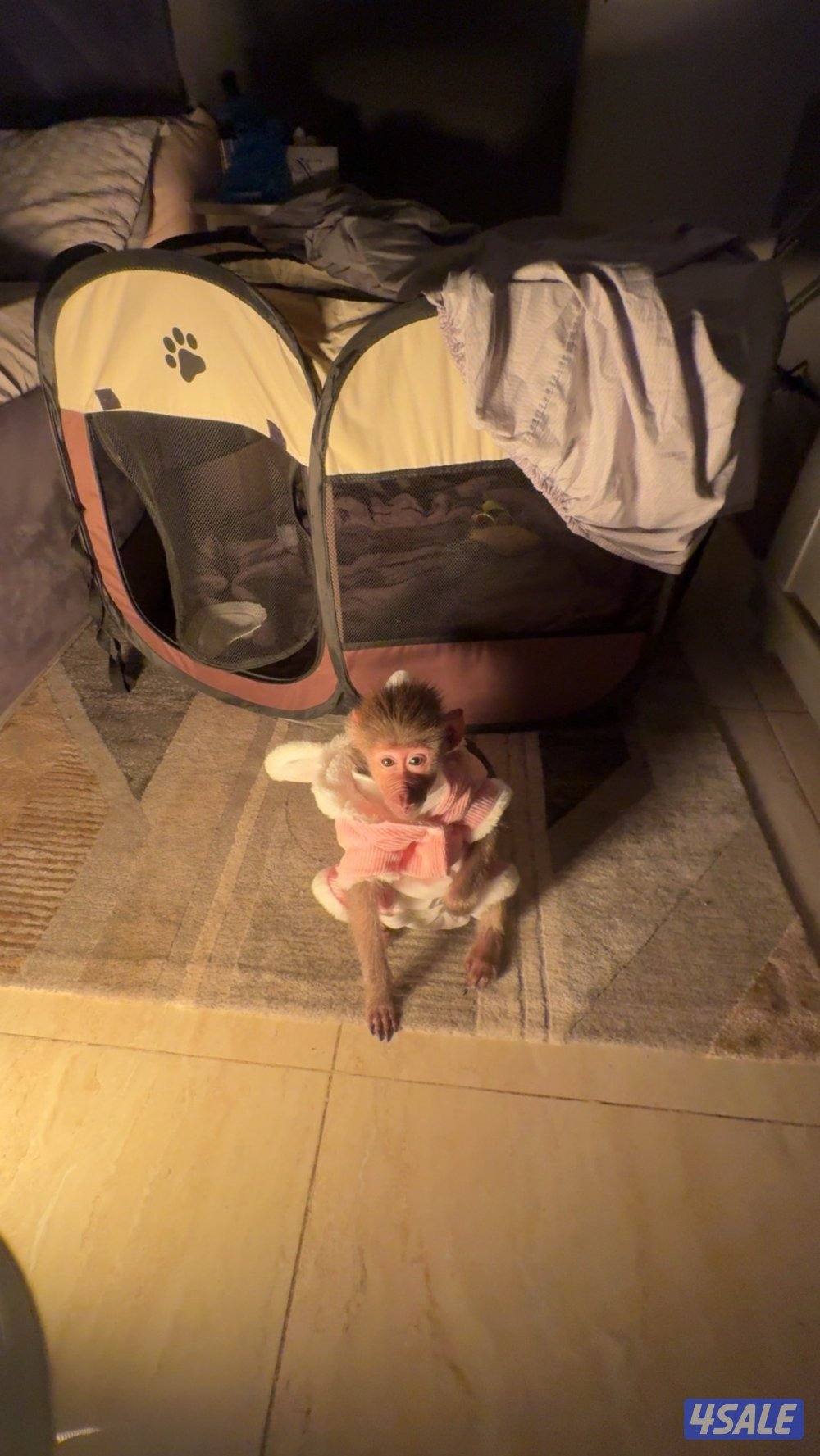 قرررد صغير2