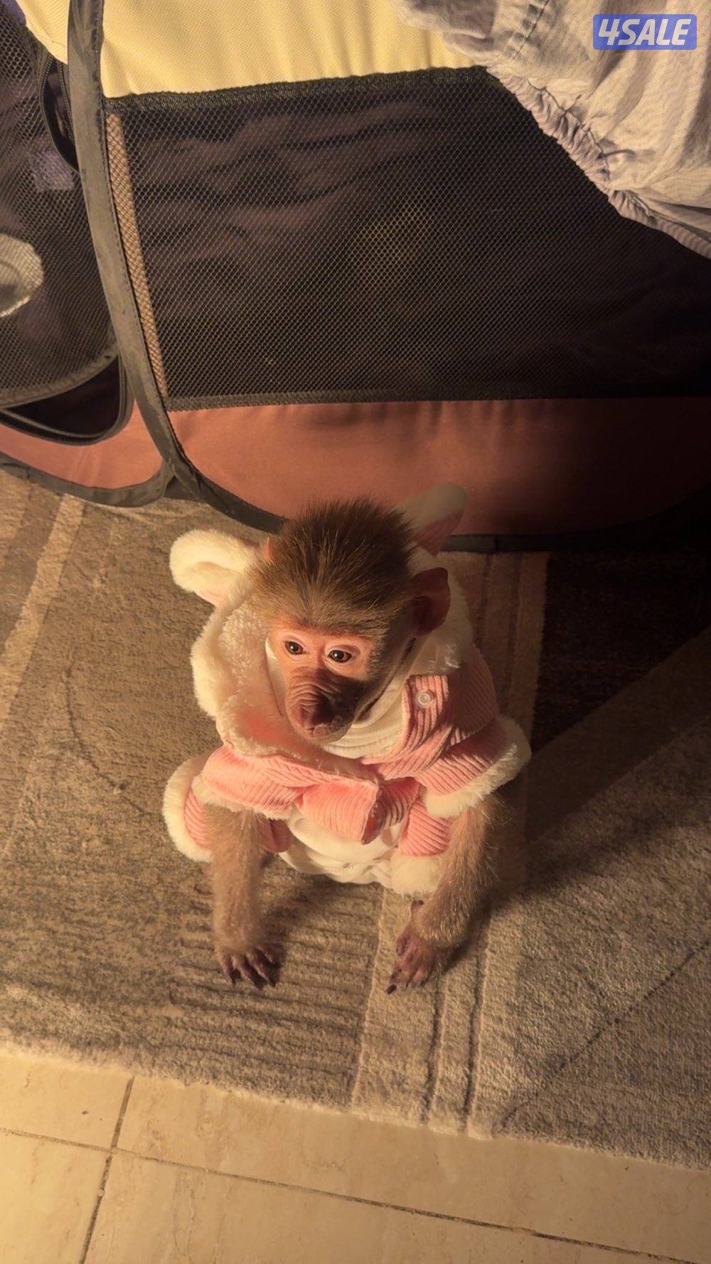 قرررد صغير3