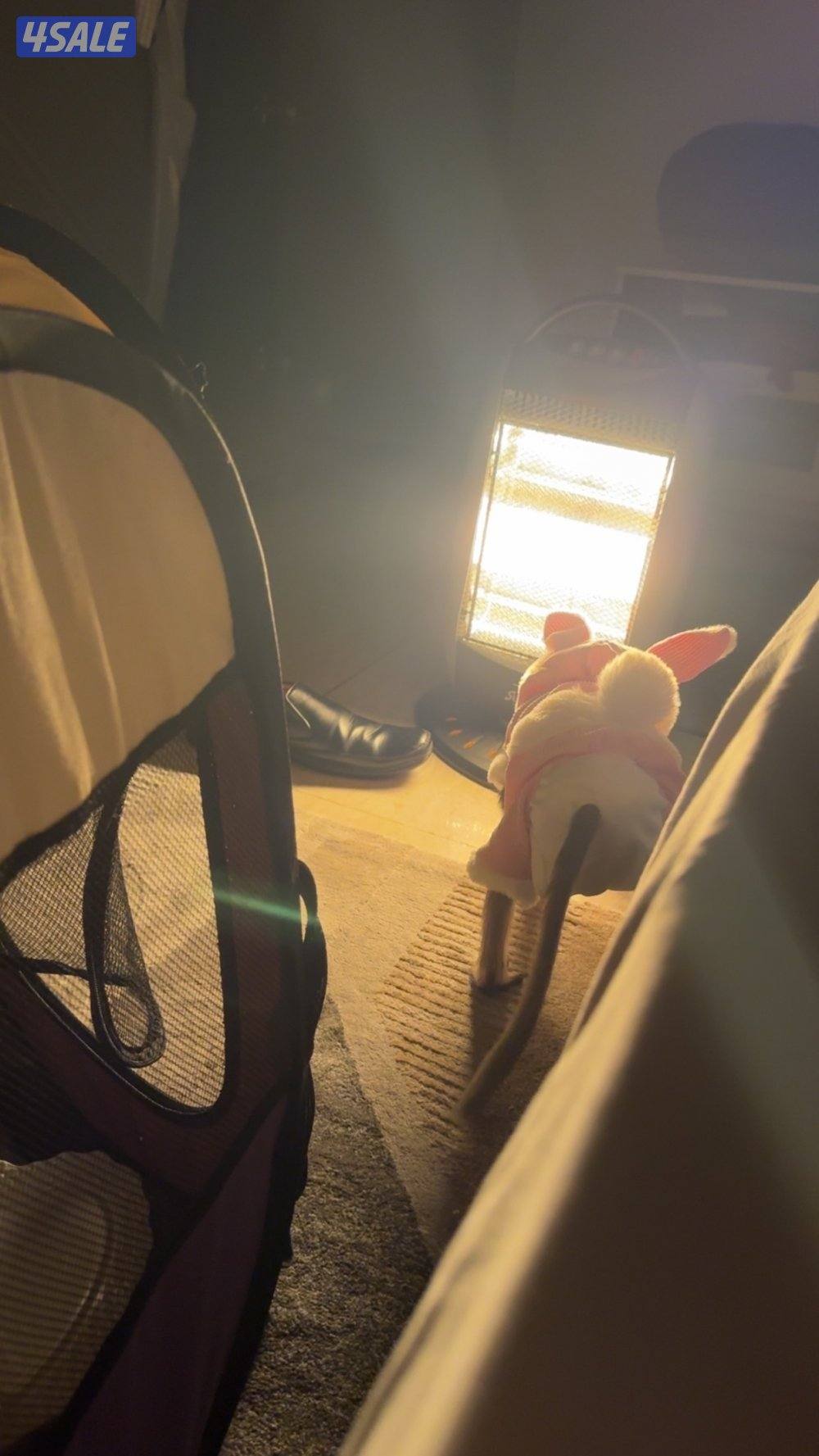 قرررد صغير4