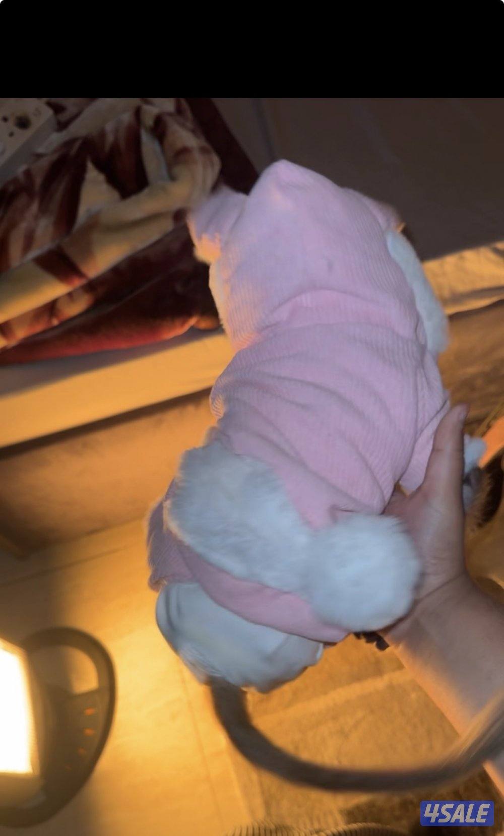 قرررد صغير6