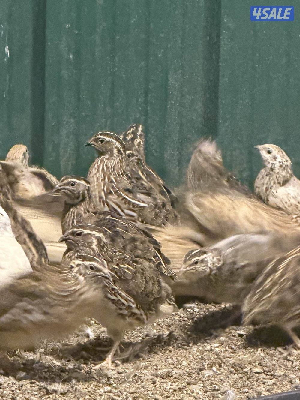 للبيع فري 🧨0