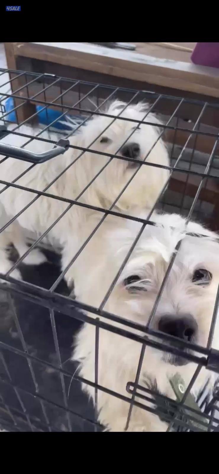 مالتيز ذكر وأنثى لتواصل على الرقم  وتساب0