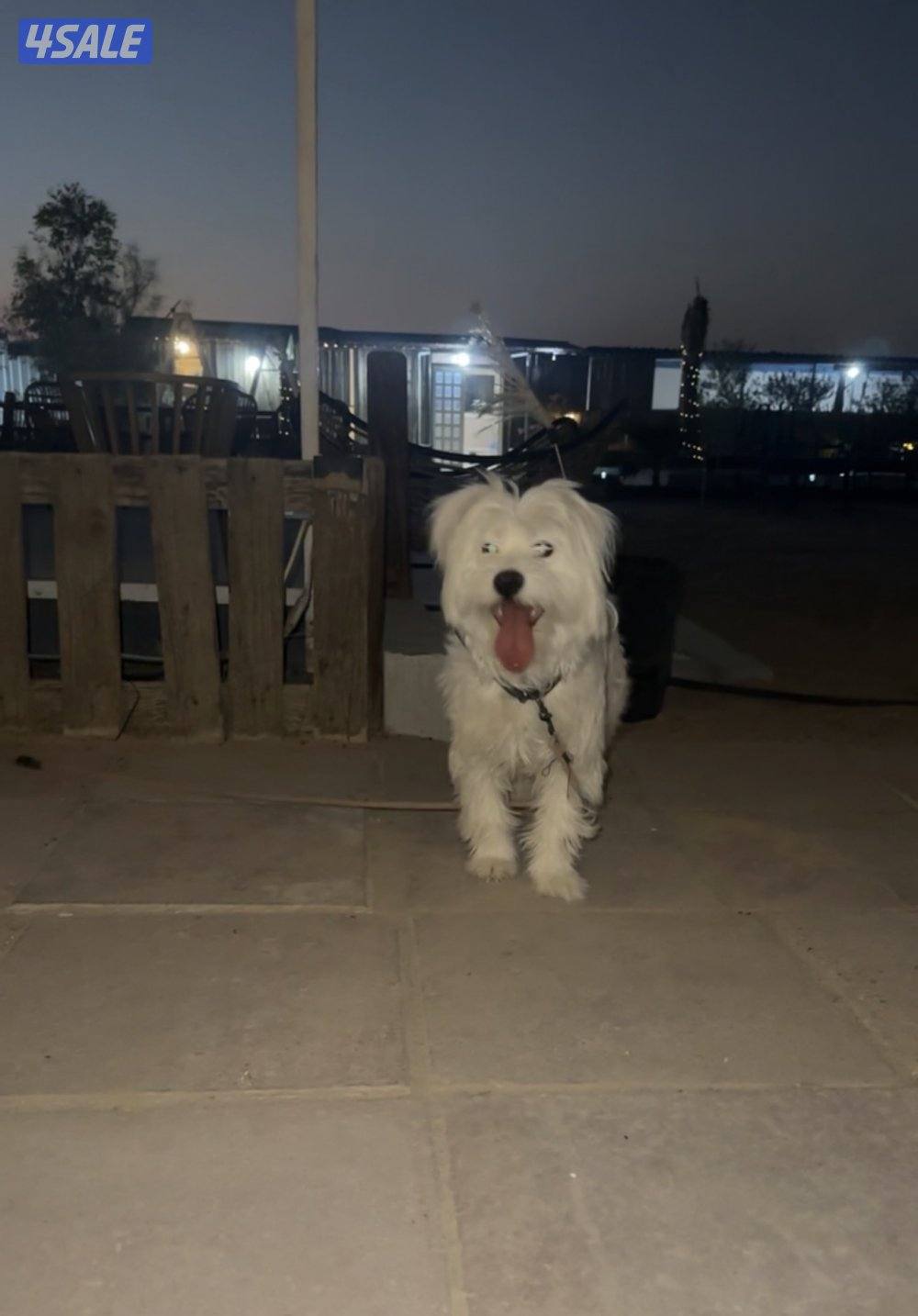 مالتيز ذكر وأنثى لتواصل على الرقم  وتساب1