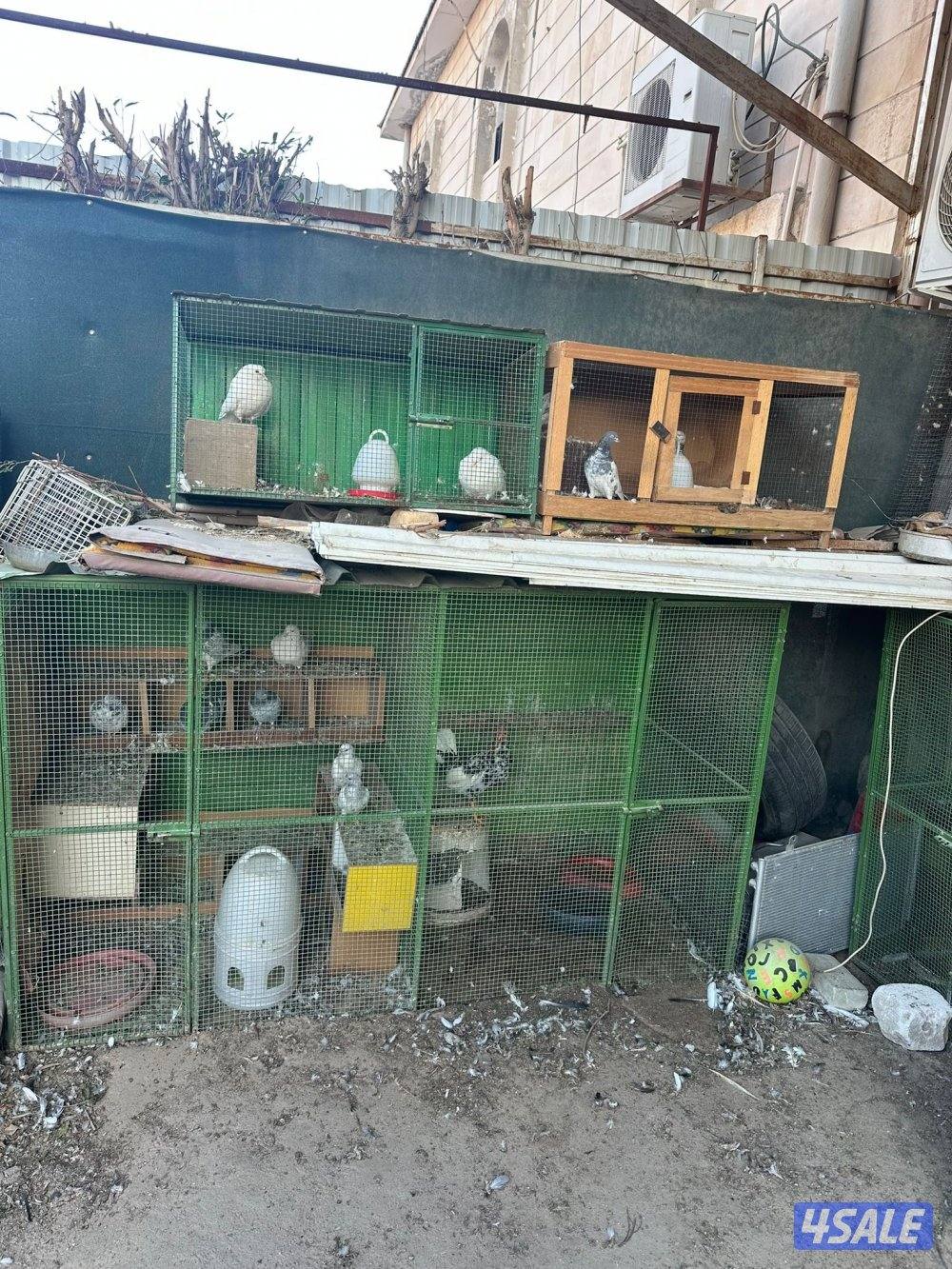 خانات حمام معى الحمام معى الشبك.1