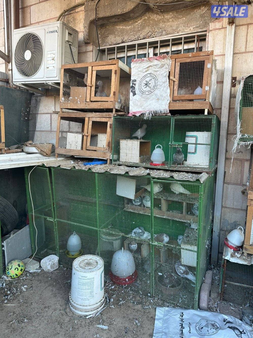 خانات حمام معى الحمام معى الشبك.2