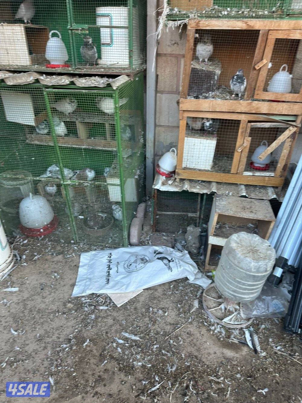 خانات حمام معى الحمام معى الشبك.3