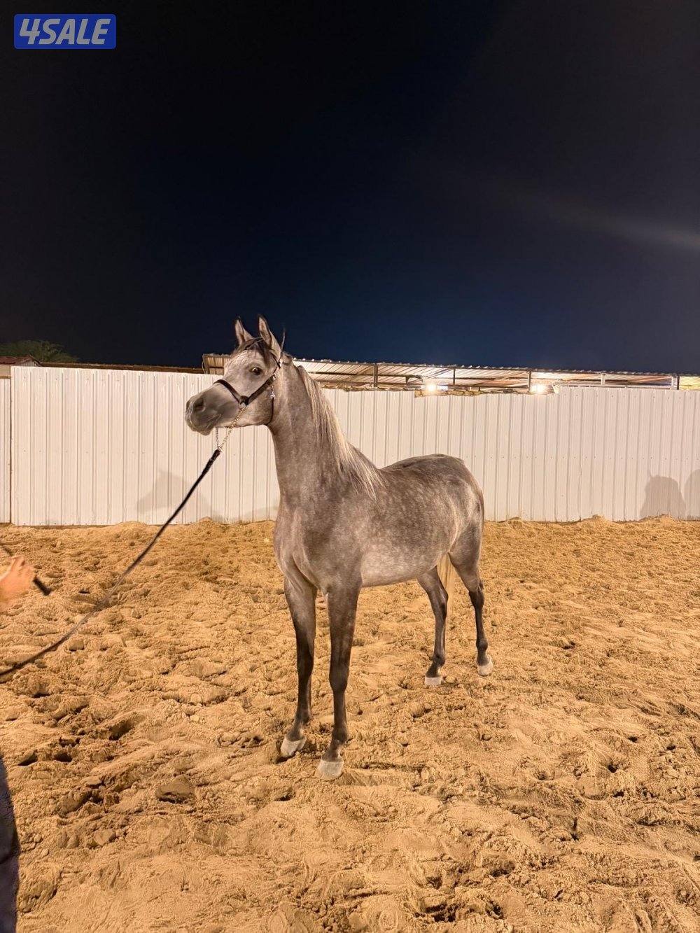 فرس مكس بنت بطل البداير0