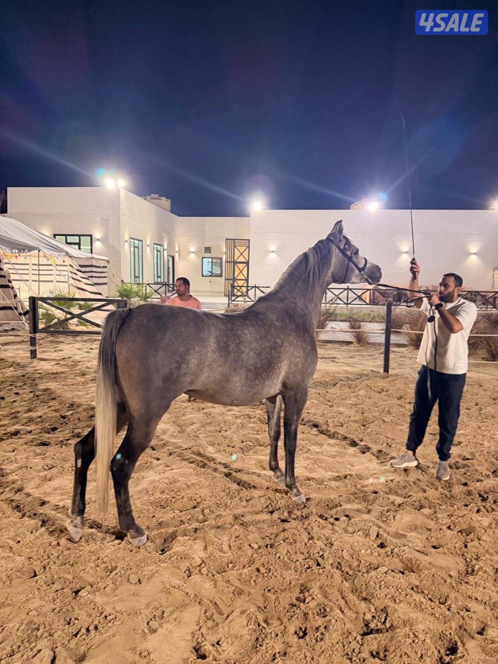 فرس مكس بنت بطل البداير1