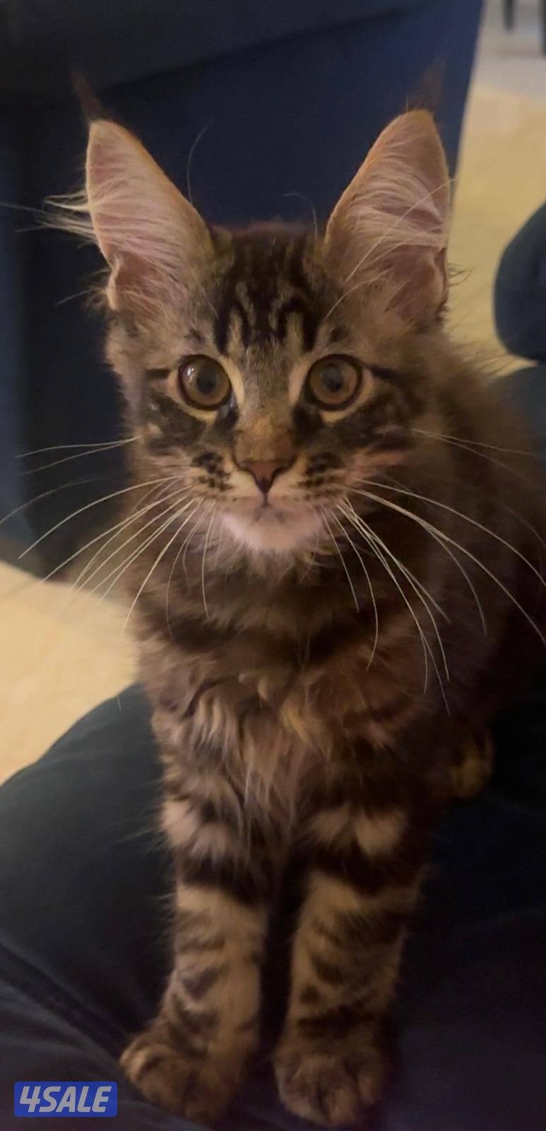 قطط ماين كون اعمارهم ٥شهور ذكور عددهم 2 مع الام عمرها سنه ١٠شهور0