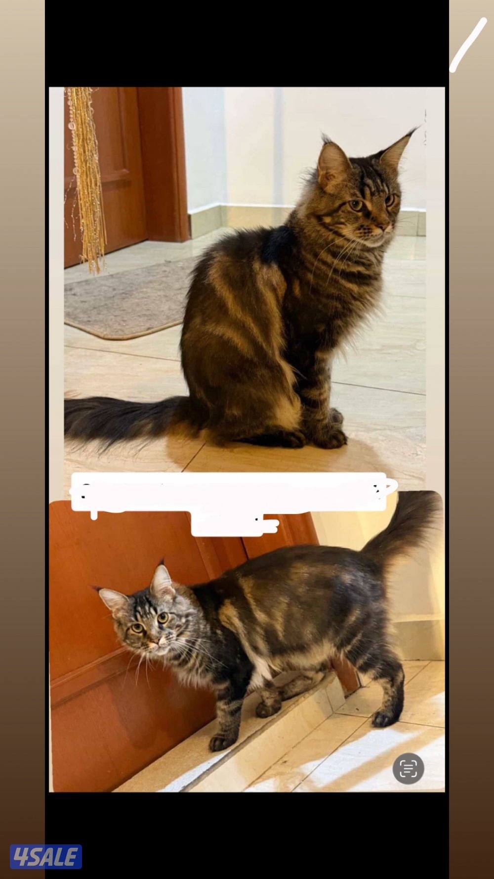 قطط ماين كون اعمارهم ٥شهور ذكور عددهم 2 مع الام عمرها سنه ١٠شهور2