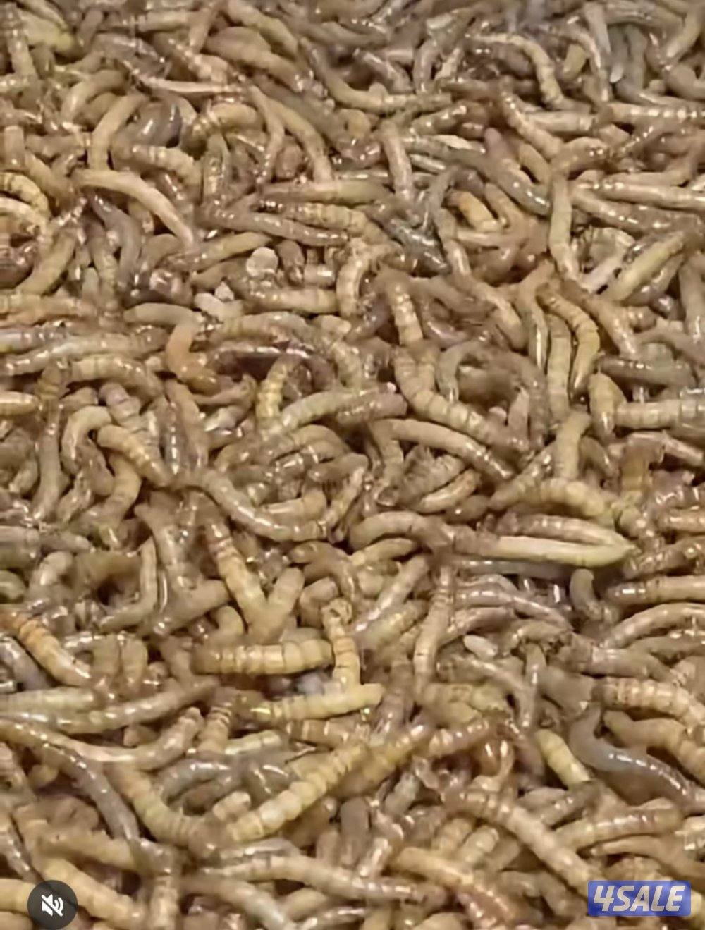 دود القبابي0