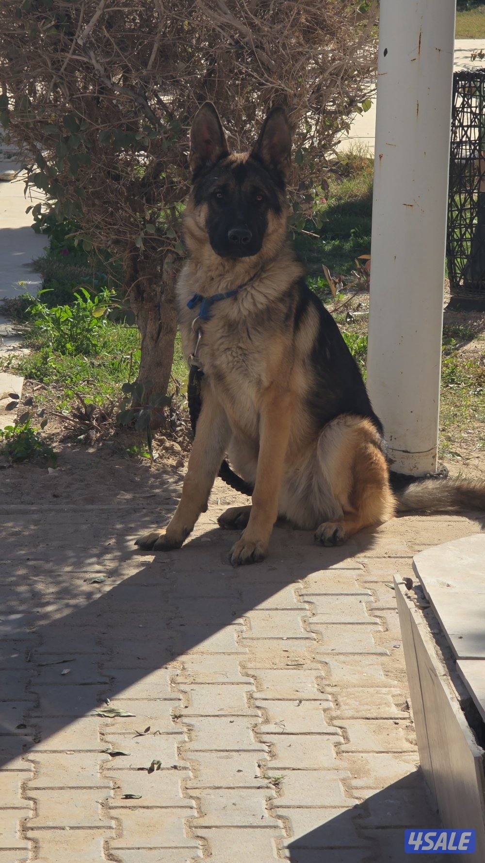 بيعه سريعه جيرمن شولاين ذكر بصحه جيده2