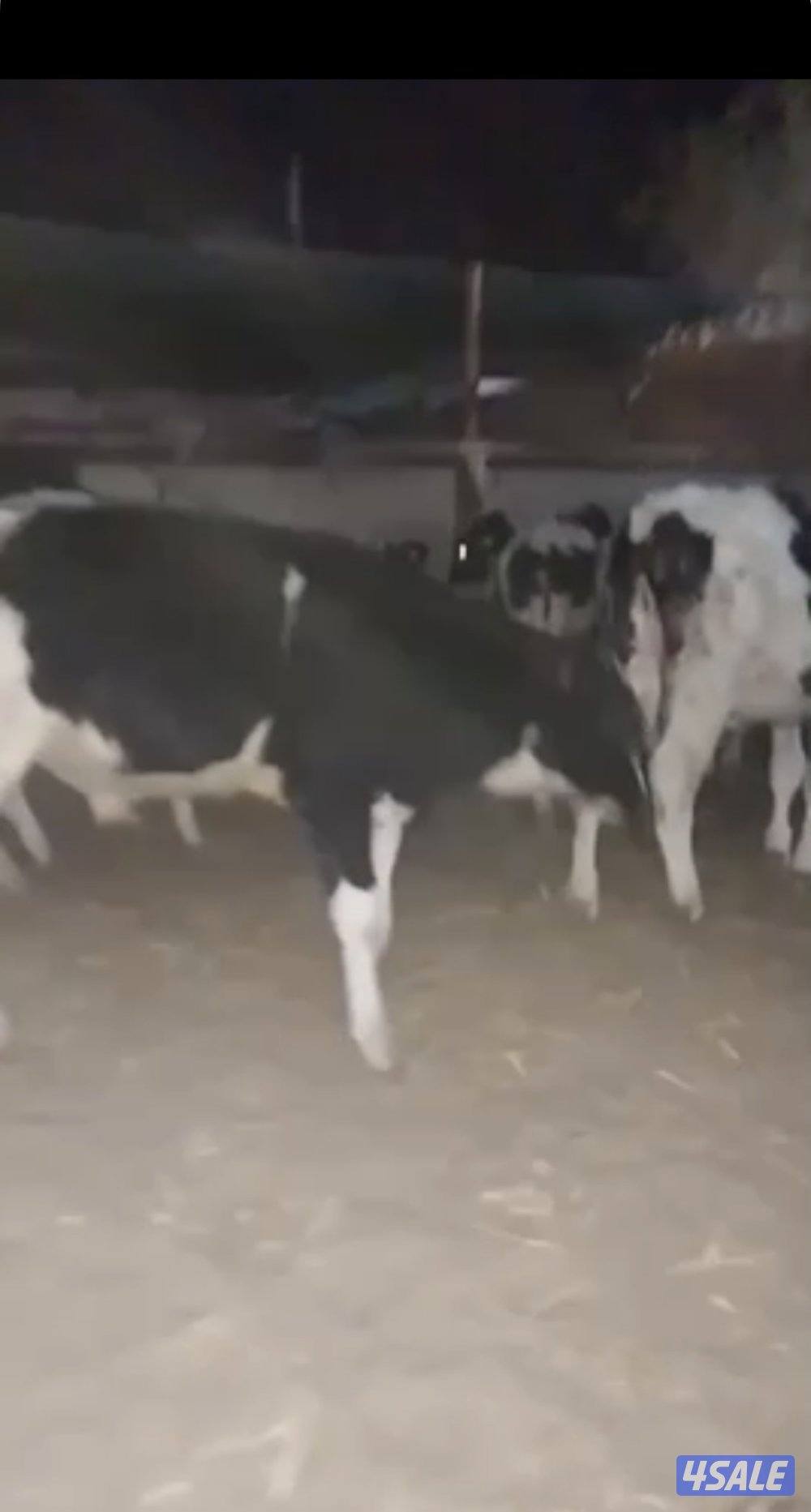 الوفره جواخير مزارع0