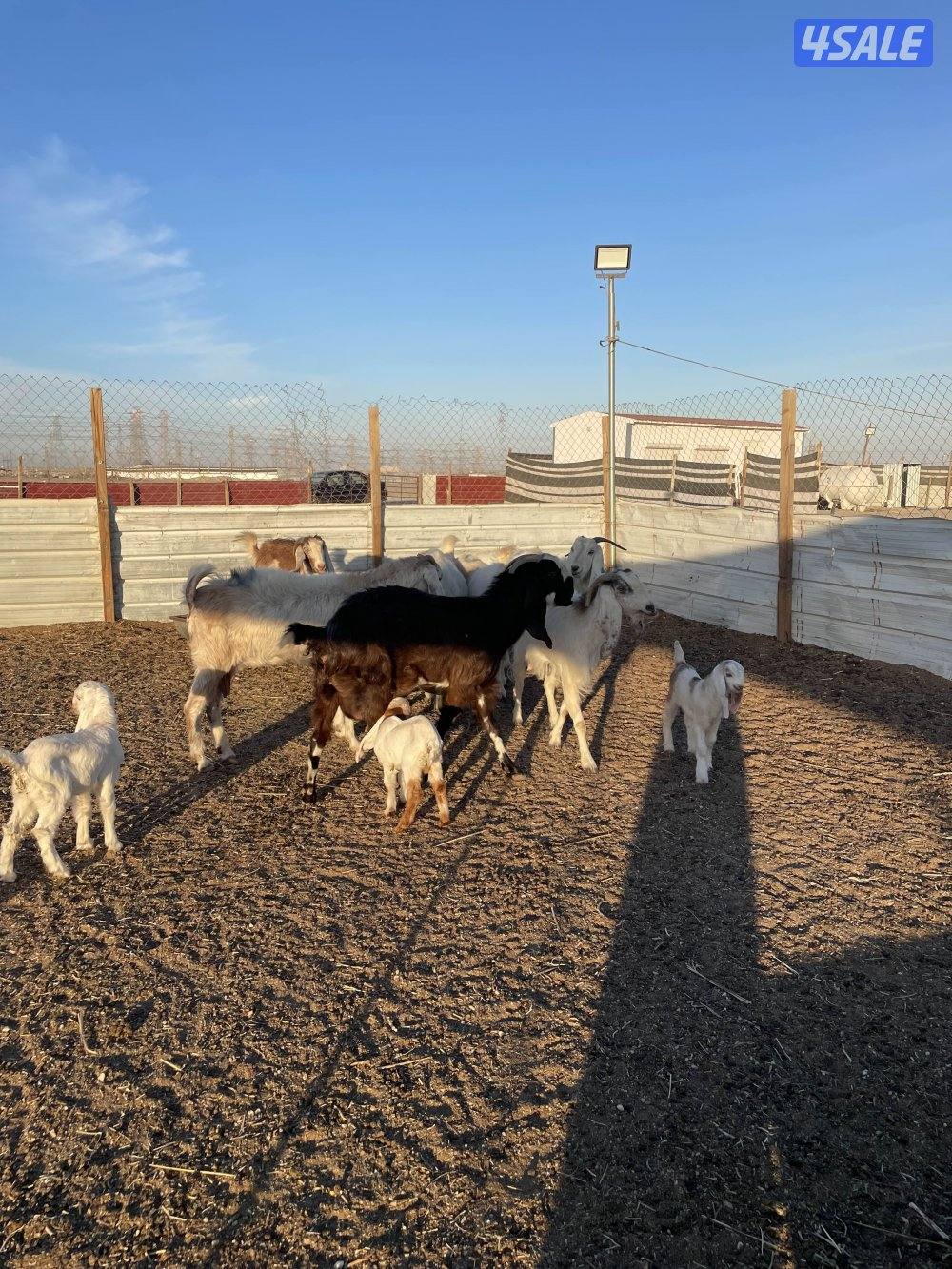 للبيع معزاالعدد٧ روس ٢ مطافيل وحده توم ٥ شرط سونار0