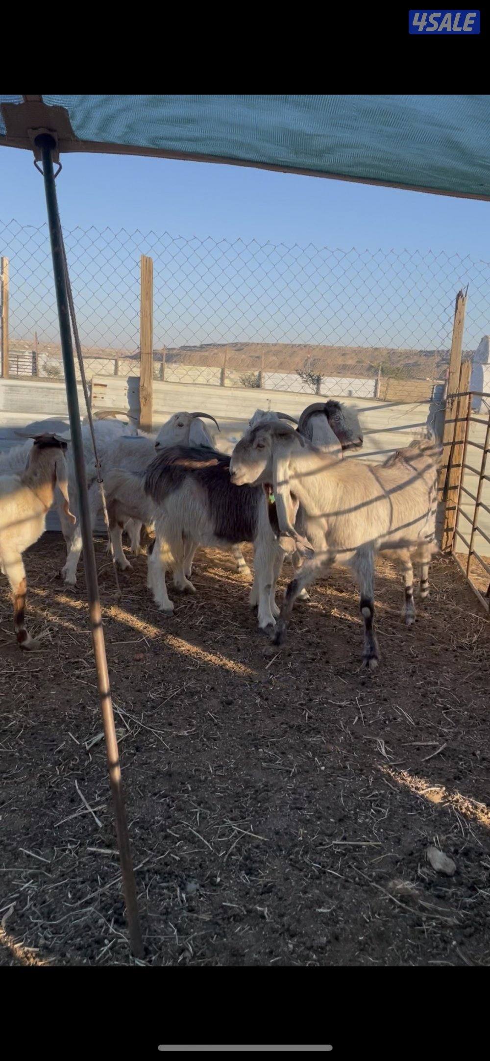 للبيع معزاالعدد٧ روس ٢ مطافيل وحده توم ٥ شرط سونار1