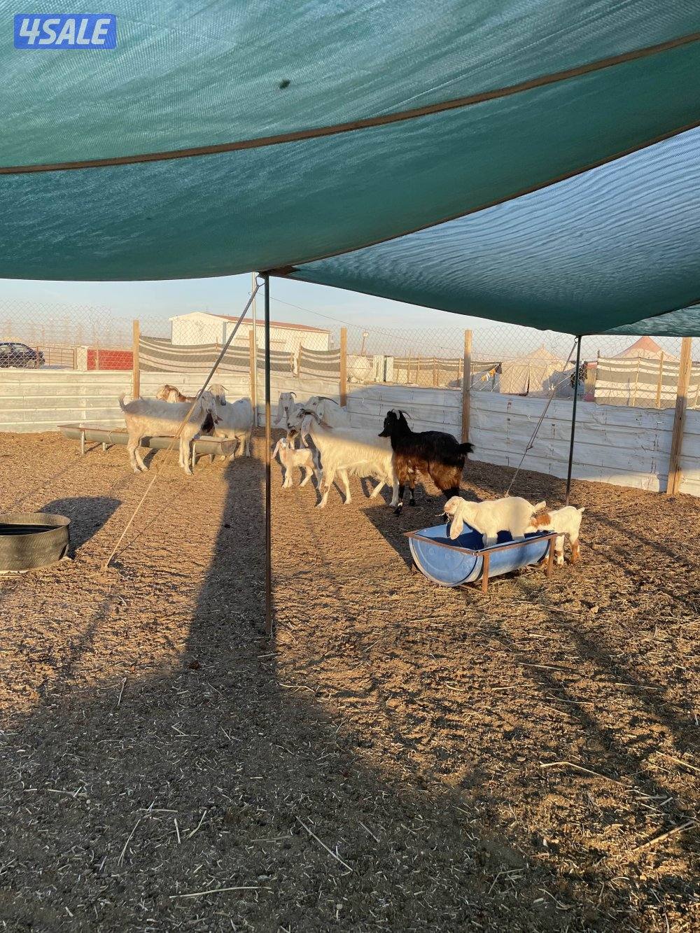 للبيع معزاالعدد٧ روس ٢ مطافيل وحده توم ٥ شرط سونار2