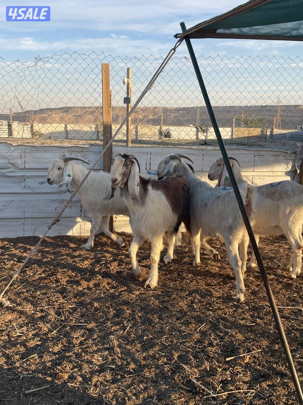 للبيع معزاالعدد٧ روس ٢ مطافيل وحده توم ٥ شرط سونار3