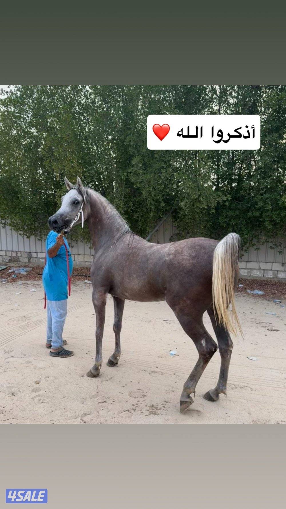 للبيع فرس ما شاء الله تبارك الرحمن0