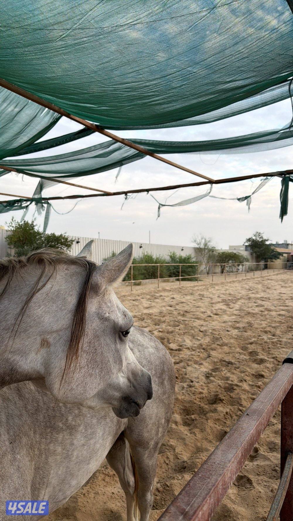 للبيع فرس ما شاء الله تبارك الرحمن1