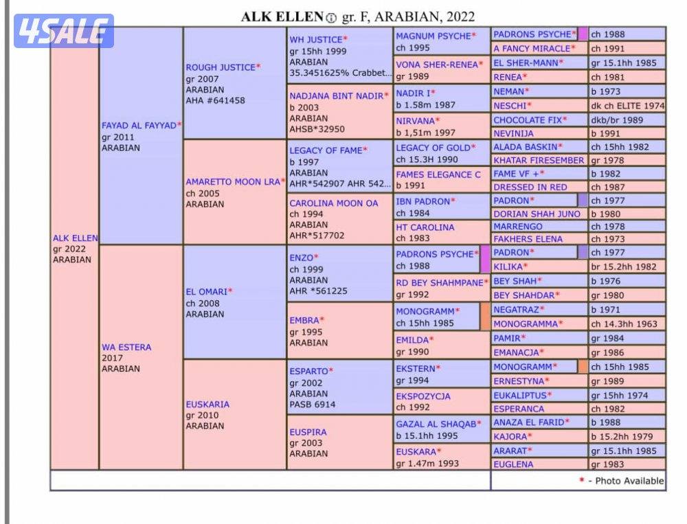للبيع فرس ما شاء الله تبارك الرحمن2
