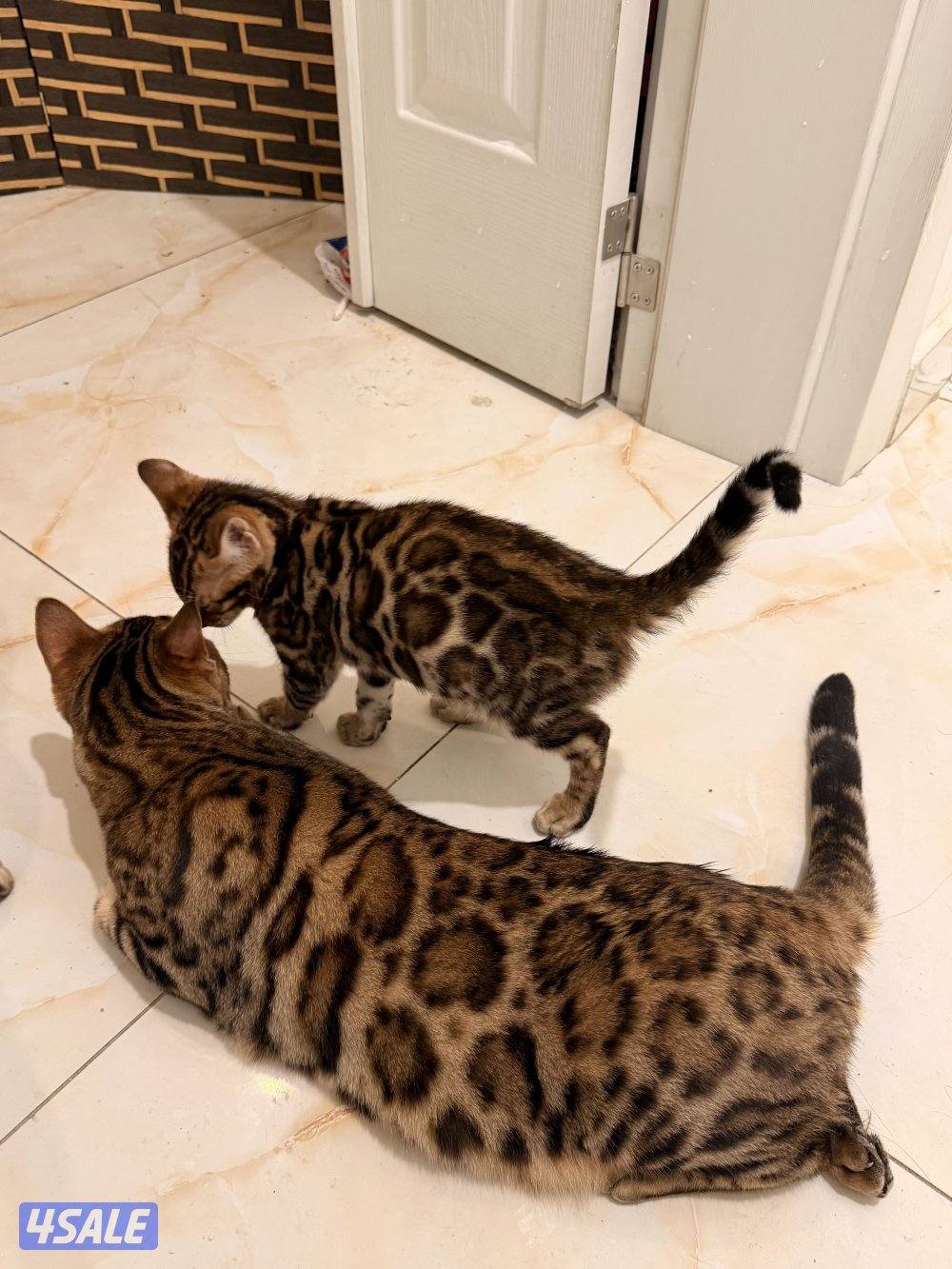 كتنز بنغال ذكور بني وسلفر ، عمرهم ٤ شهور يحبون اللعب اليفين0