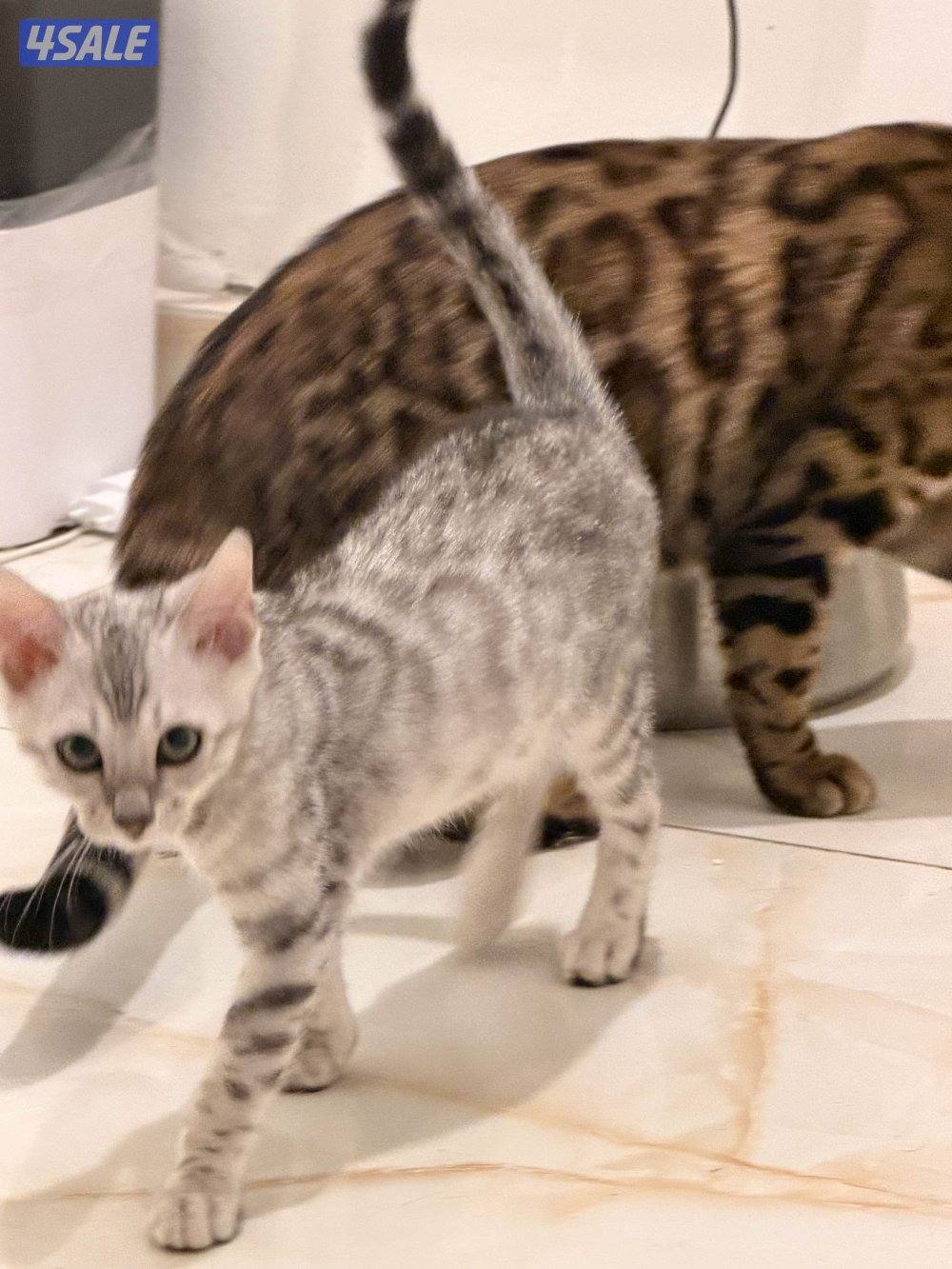 كتنز بنغال ذكور بني وسلفر ، عمرهم ٤ شهور يحبون اللعب اليفين1