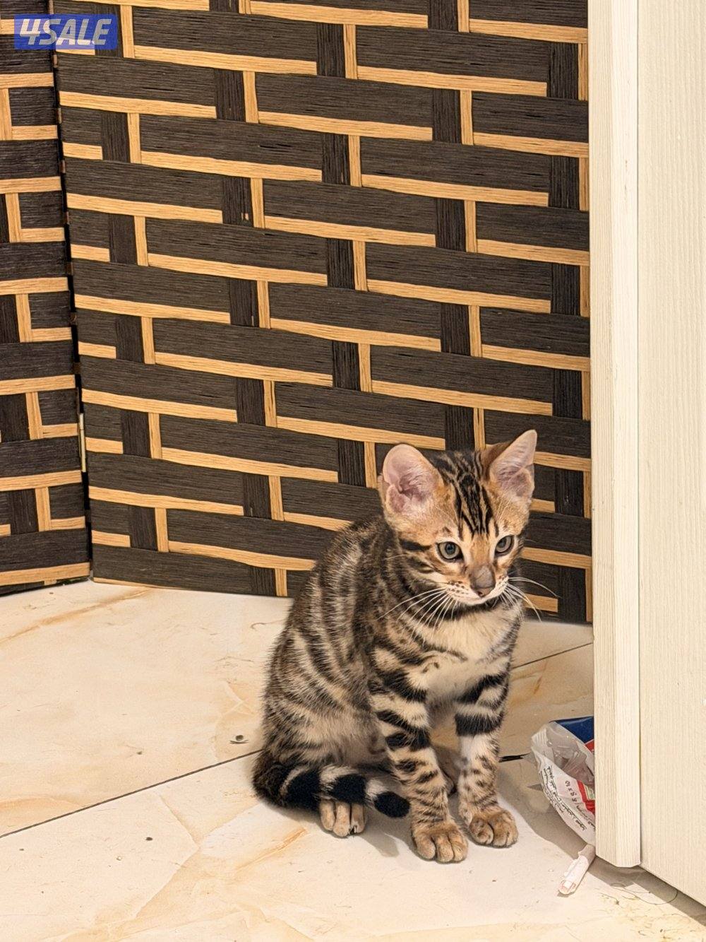 كتنز بنغال ذكور بني وسلفر ، عمرهم ٤ شهور يحبون اللعب اليفين3