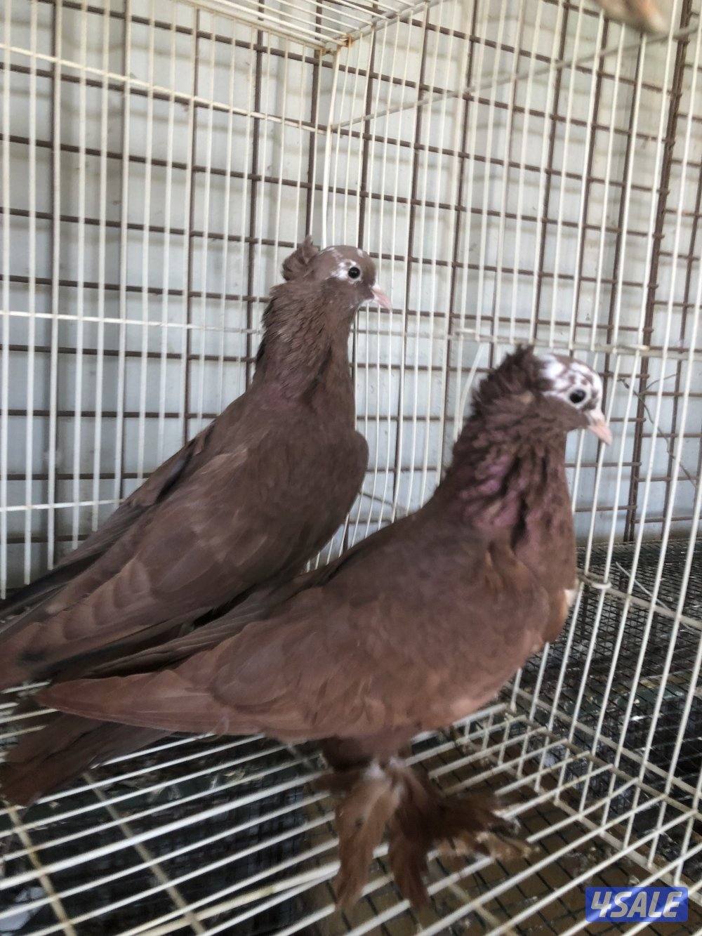 للبيع حمام بغدادي اربع ازواج0