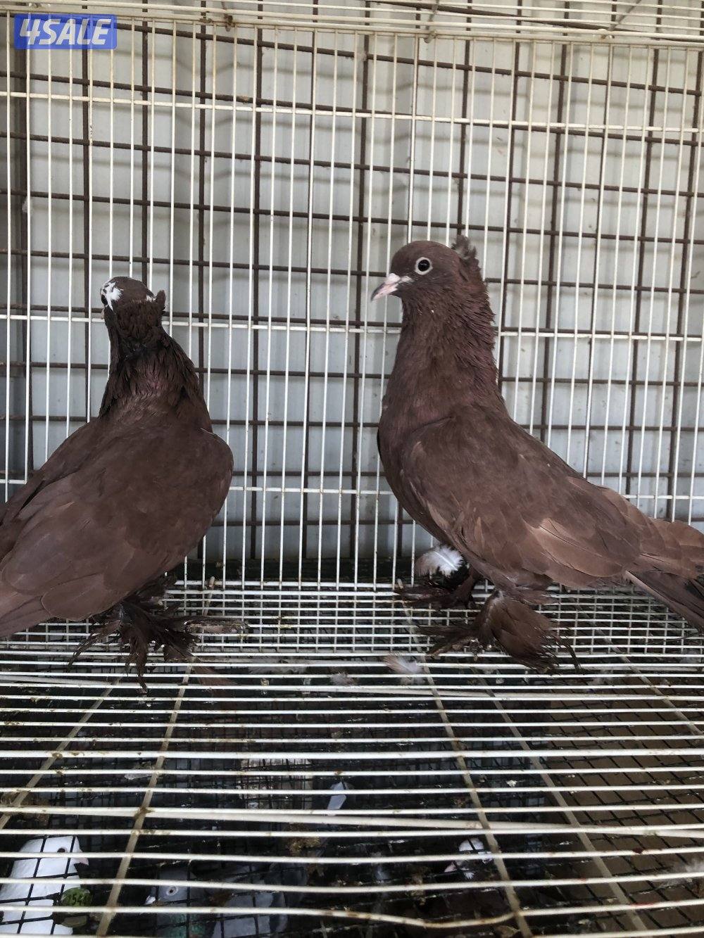 للبيع حمام بغدادي اربع ازواج2
