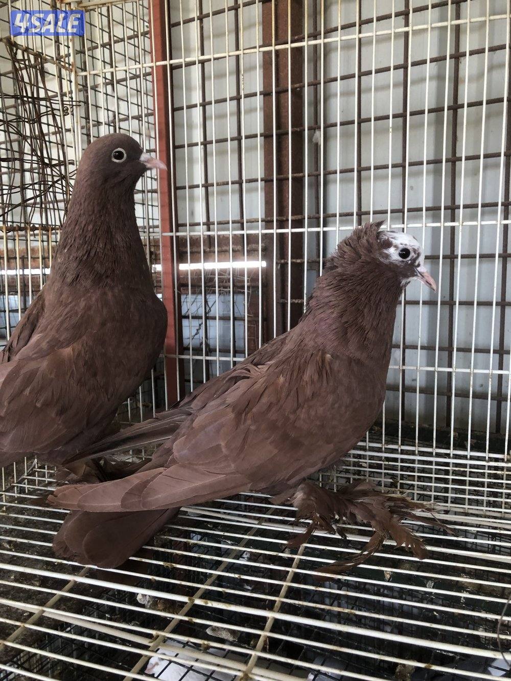 للبيع حمام بغدادي اربع ازواج3