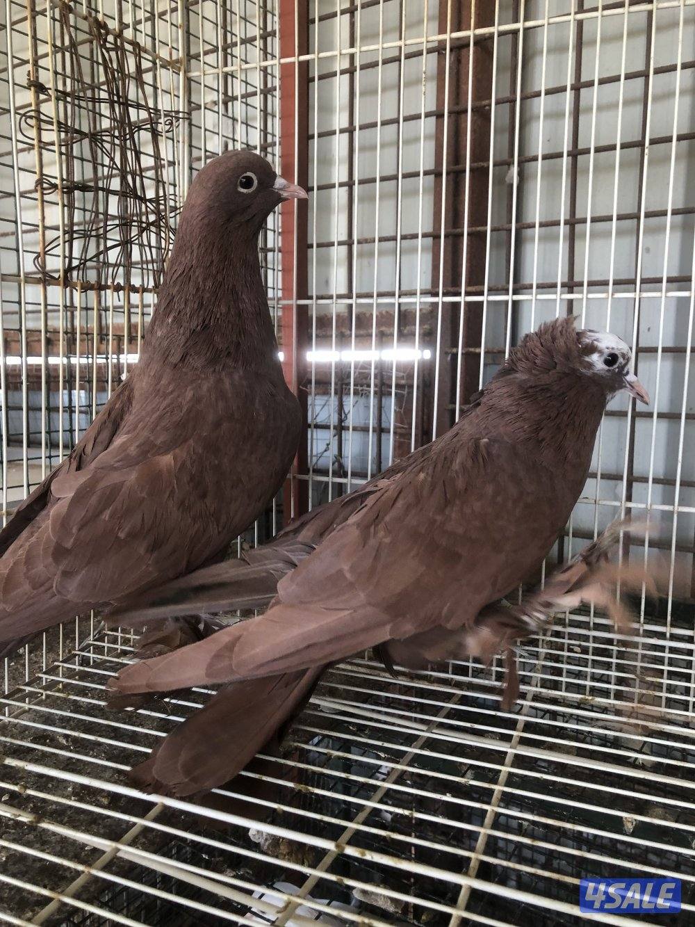 للبيع حمام بغدادي اربع ازواج4